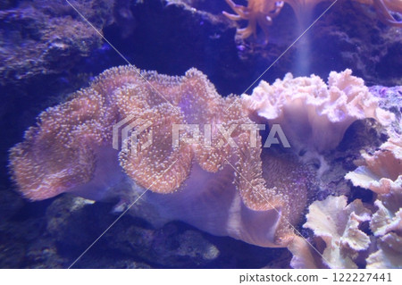 Stichodactyla gigantea macro photography. Algae in the aquarium 122227441