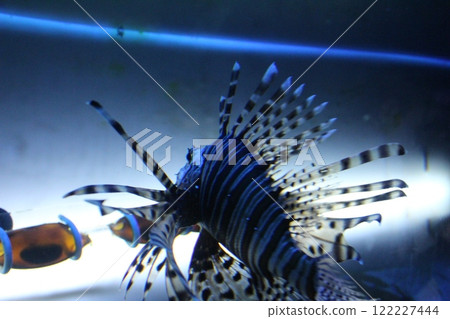 Pterois volitans species of the back. Life in an aquarium 122227444