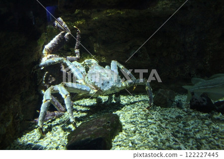 Paralithodes camtschaticus of the Lithodidae family at the bottom of the aquarium 122227445
