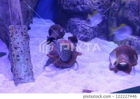 Muraenidae hides in a jug at the bottom of the aquarium sea. Setting up an aquarium 122227446