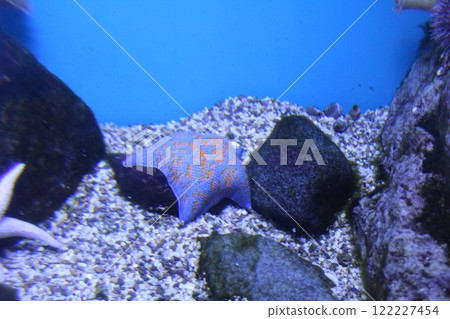 Patiria pectinifera Valvatida blue on the background of stones in the water, side view 122227454