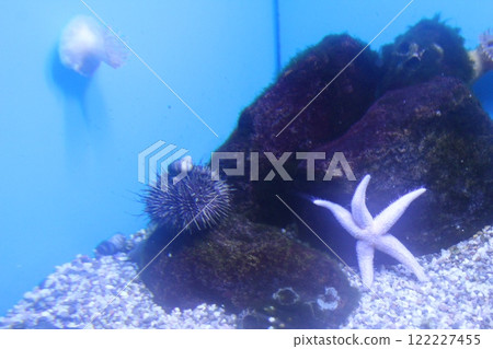 Pisaster brevispinus Sphaerechinus Tripneustes ventricosus get along in the same aquarium. Symbiosis Pisaster brevispinus Sphaerechinus Tripneustes ventricosus get along in the same aquarium. Symbiosis 122227455