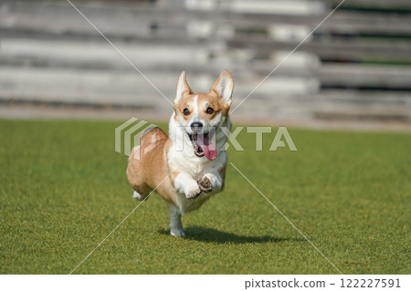 Corgis playing in a dog run Corgis playing in a dog run 122227591