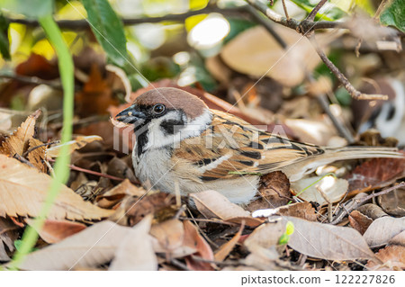 A sparrow searching for food on fallen leaves 122227826