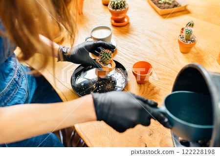 Close up of woman wearing black gloves replanting succulent, removing cactus from the pot. Home planting on the kitchen. Free time for little house gardening concept 122228198