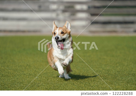 Corgi playing in a dog run 122228288