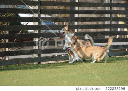 柯基犬圖片在狗奔跑 122228296