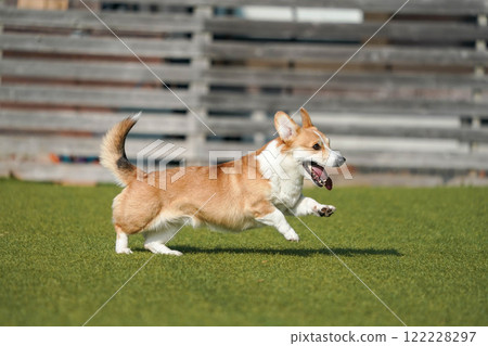 柯基犬圖片在狗奔跑 122228297