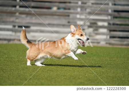 柯基犬圖片在狗奔跑 柯基犬圖片在狗奔跑 122228300