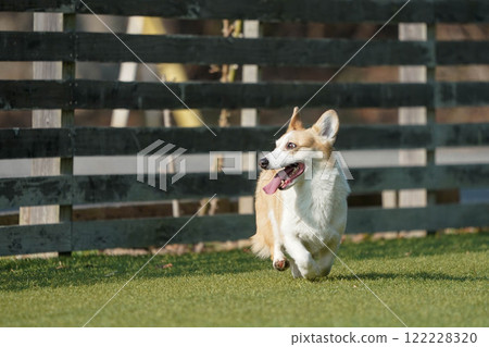 柯基犬圖片在狗奔跑 122228320