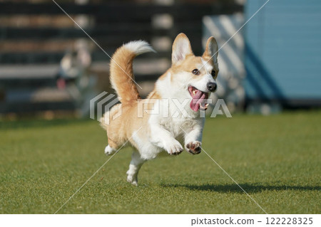 柯基犬圖片在狗奔跑 122228325