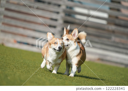 柯基犬圖片在狗奔跑 122228341