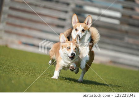 柯基犬圖片在狗奔跑 122228342