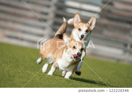 柯基犬圖片在狗奔跑 122228346