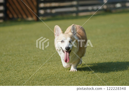 柯基犬圖片在狗奔跑 122228348