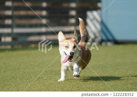 Corgi playing in a dog run Corgi playing in a dog run 122228352