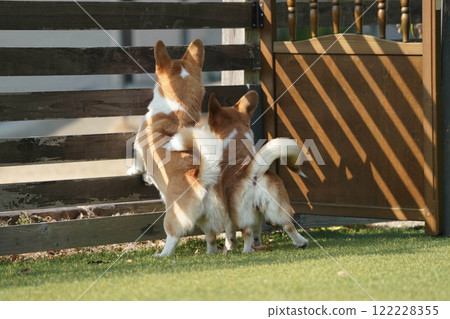 柯基犬圖片在狗奔跑 122228355