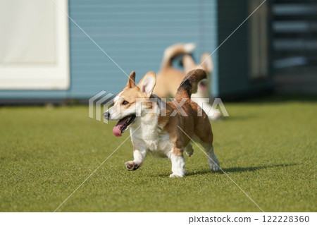 柯基犬圖片在狗奔跑 122228360