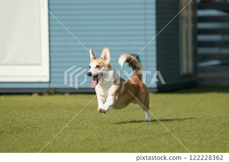 柯基犬圖片在狗奔跑 柯基犬圖片在狗奔跑 122228362