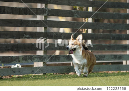 柯基犬圖片在狗奔跑 122228366