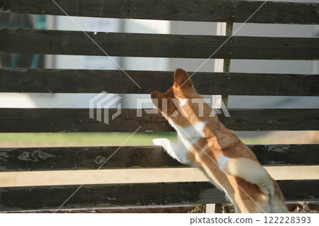 Corgi playing in a dog run 122228393