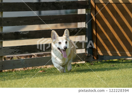 Corgi playing in a dog run 122228394