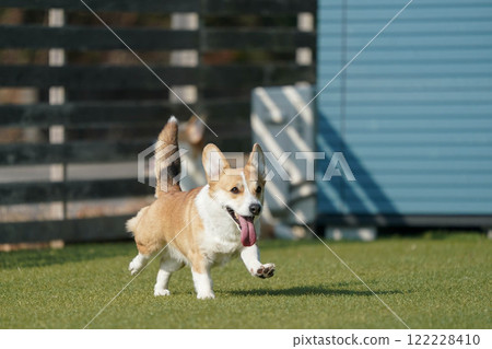 柯基犬圖片在狗奔跑 122228410