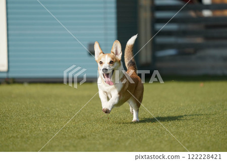 Corgi playing in a dog run 122228421