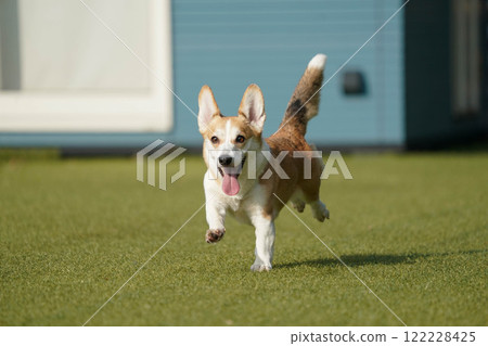 柯基犬圖片在狗奔跑 122228425