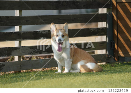 柯基犬圖片在狗奔跑 柯基犬圖片在狗奔跑 122228429