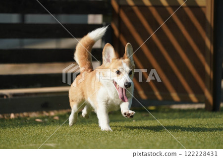 柯基犬圖片在狗奔跑 柯基犬圖片在狗奔跑 122228431