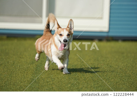 柯基犬圖片在狗奔跑 122228444