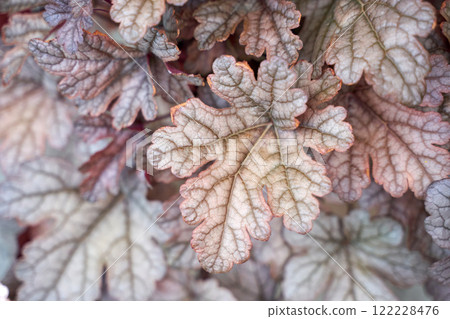 Textured close up of heuchera leaves with intricate veins in natural light Textured close up of heuchera leaves with intricate veins in natural light 122228476