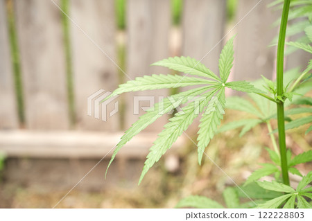 Close up of green cannabis leaf with natural background focusing on leaf texture 122228803