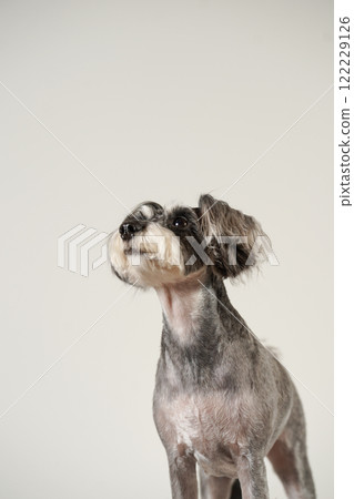 Simple studio portrait of a miniature schnauzer 122229126