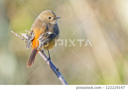 在寒冷的早晨,一隻雌性達烏爾紅尾鴝棲息在樹枝上 在寒冷的早晨,一隻雌性達烏爾紅尾鴝棲息在樹枝上 122229147