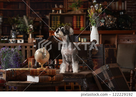 Miniature Schnauzer posing against a retro background Miniature Schnauzer posing against a retro background 122229192