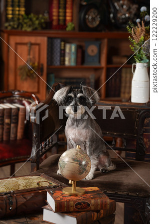Miniature Schnauzer posing against a retro background Miniature Schnauzer posing against a retro background 122229200