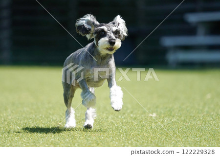 Miniature Schnauzer running around in a dog run 122229328