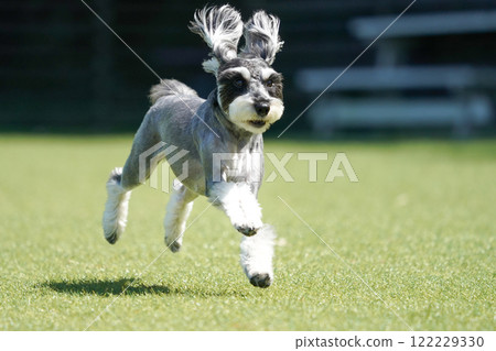 Miniature Schnauzer running around in a dog run 122229330