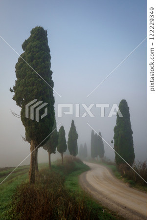 Scenic countryside path with iconic trees in a tranquil foggy morning 122229349