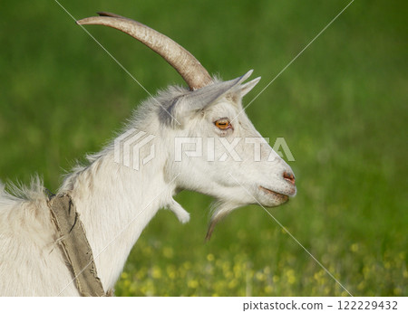 Goat grazing in a green meadow 122229432