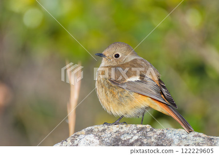 A female Daurian redstart in full winter plumage 122229605