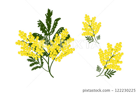 Set of branches of blooming mimosa, spring flowers 122230225