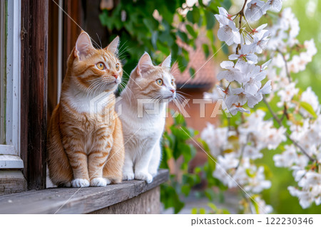 Two beautiful cats on the windowsill of an old house admiring the sakura blossoms, Valentine's Day card Two beautiful cats on the windowsill of an old house admiring the sakura blossoms, Valentine's Day card 122230346