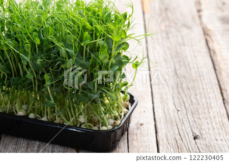 Organic microgreen pea photography . Healthy food . Top view Organic microgreen pea photography . Healthy food . Top view 122230405