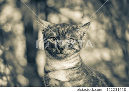 Beautiful cute cat with yellow eyes green nature background Minsk. Beautiful cute cat with yellow eyes green nature background Minsk. 122231638