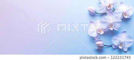 蝴蝶蘭 122231745