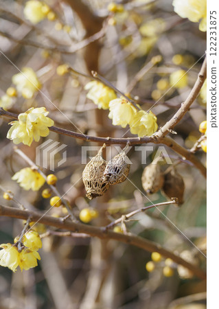 Wintersweet (Rosubi) - Wintersweet fruit withered in winter 122231875