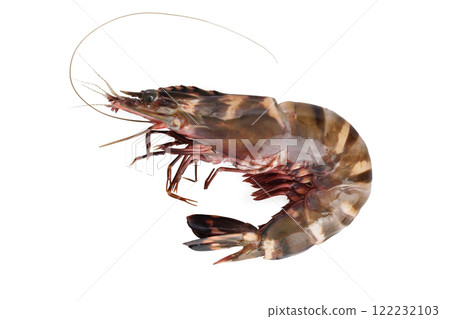 Closeup image of raw tiger prawn isolated at white background. Closeup image of raw tiger prawn isolated at white background. 122232103